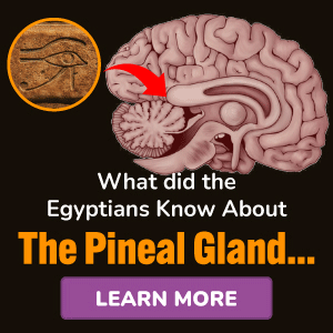 Pineal XT ( ไพนีล เอ็กซ์เทนเดอร์ ) ผลิตภัณฑ์